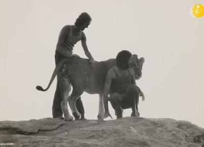 داستان یک شیر؛ از بنز سواری تا رهایی در حیات وحش کنیا